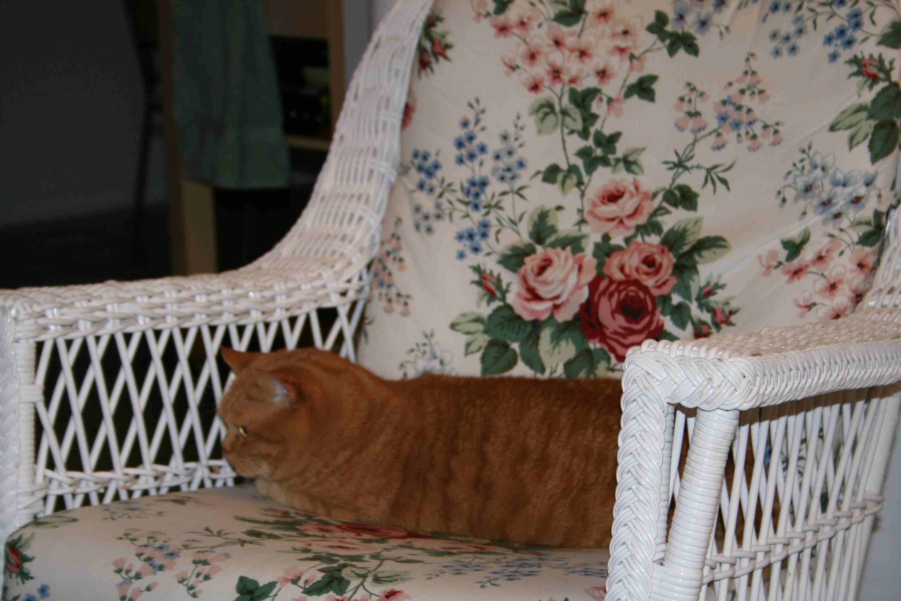 Lucy on her favorite rocker