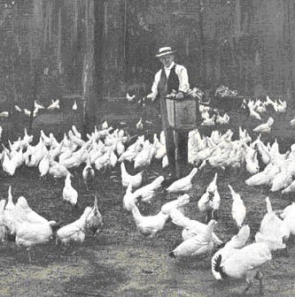 Chicken farming in NJ