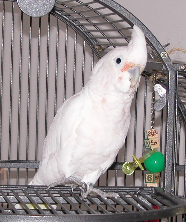 Twinkie with crest displayed